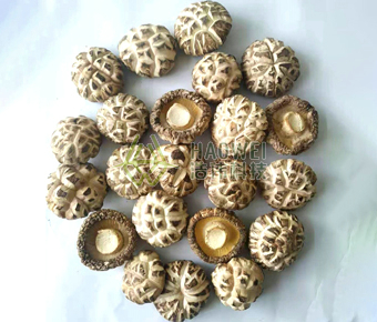 Spring white flower mushroom