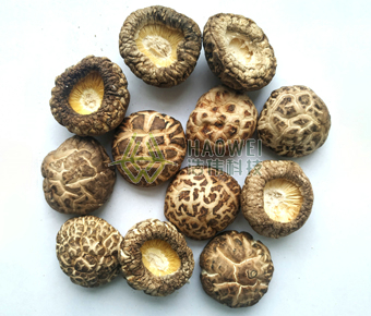 挖脚菇 香菇 湖北浩伟科技股份有限公司