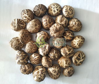 珍珠白花菇 珍珠菇 香菇 湖北浩伟科技股份有限公司