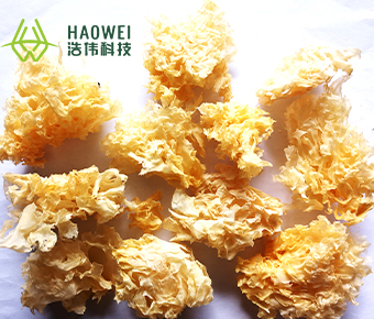 Yellow tremella rootless
