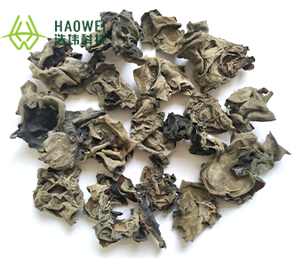 Black fungus