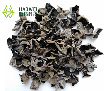 Black fungus