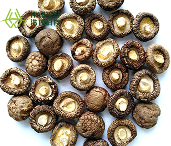 Mini shiitake mushroom