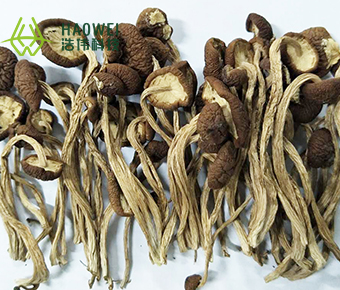 Dried tea tree mushroom