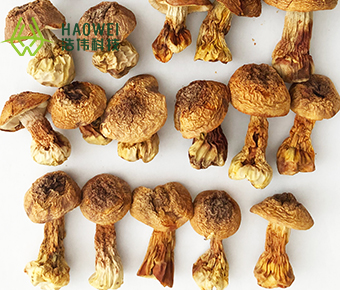 Dried agaricus mushroom