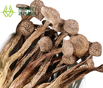 Dried antler mushroom
